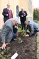 Dušan Jamrich a Martin Huba sázejí růže  za dohledu starosty Ladislava Langra a prezidenta HA Jiřího Hromady